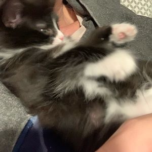 Meet your Posher, Renee